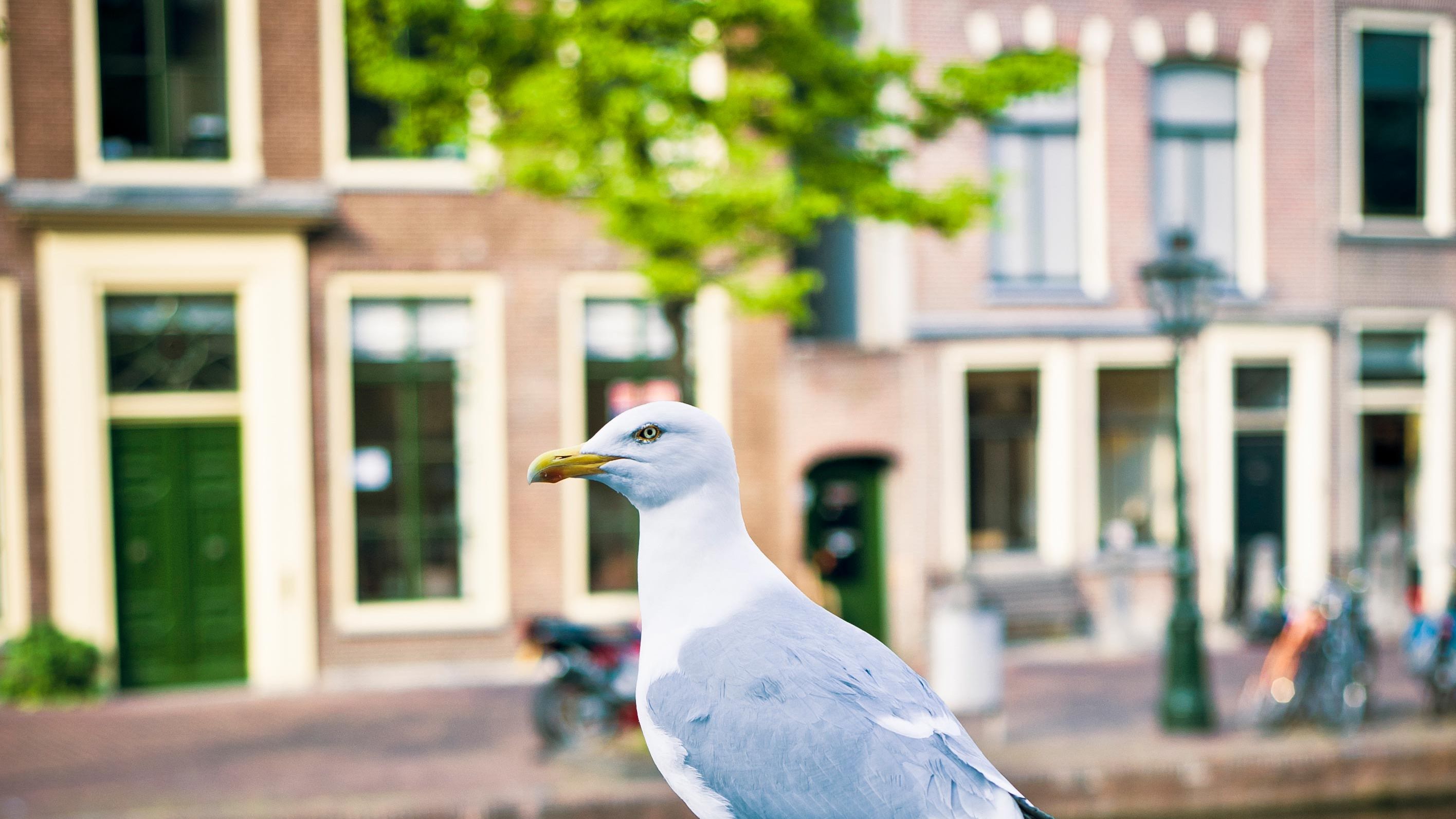 Umriss der Karte von den Niederlanden mit Markierung auf der Lage von Amsterdam